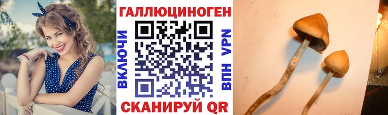 где продают наркотики  Железногорск  Галлюциногенные грибы Psilocybe 